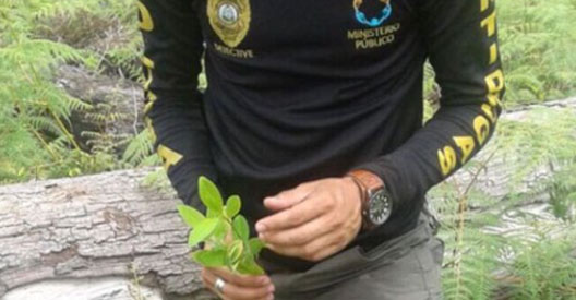 hoja de coca1