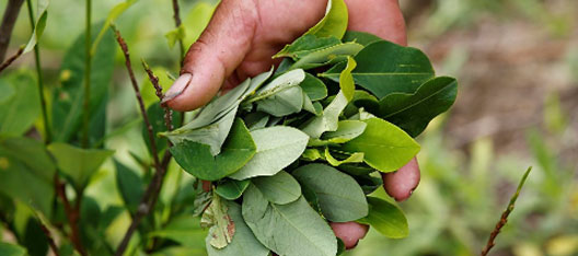 hoja de coca2