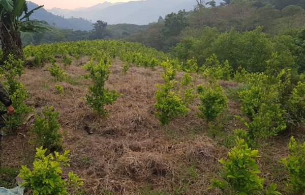 Selva4